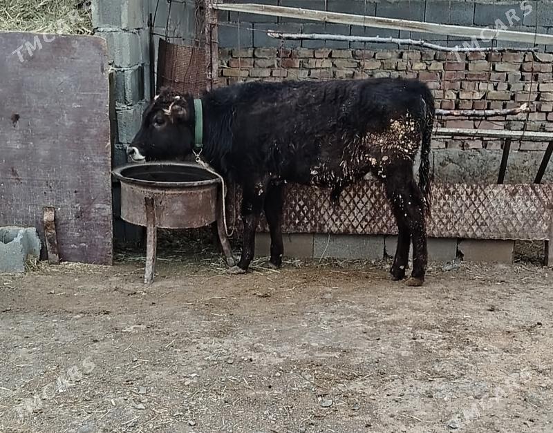 okuz - Bäherden - img 1