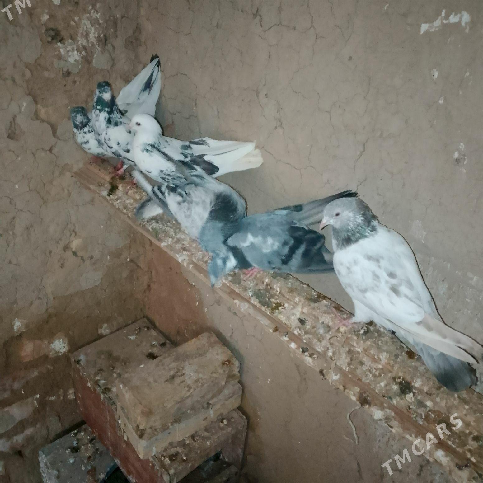 Kepderi - Şatlyk - img 1