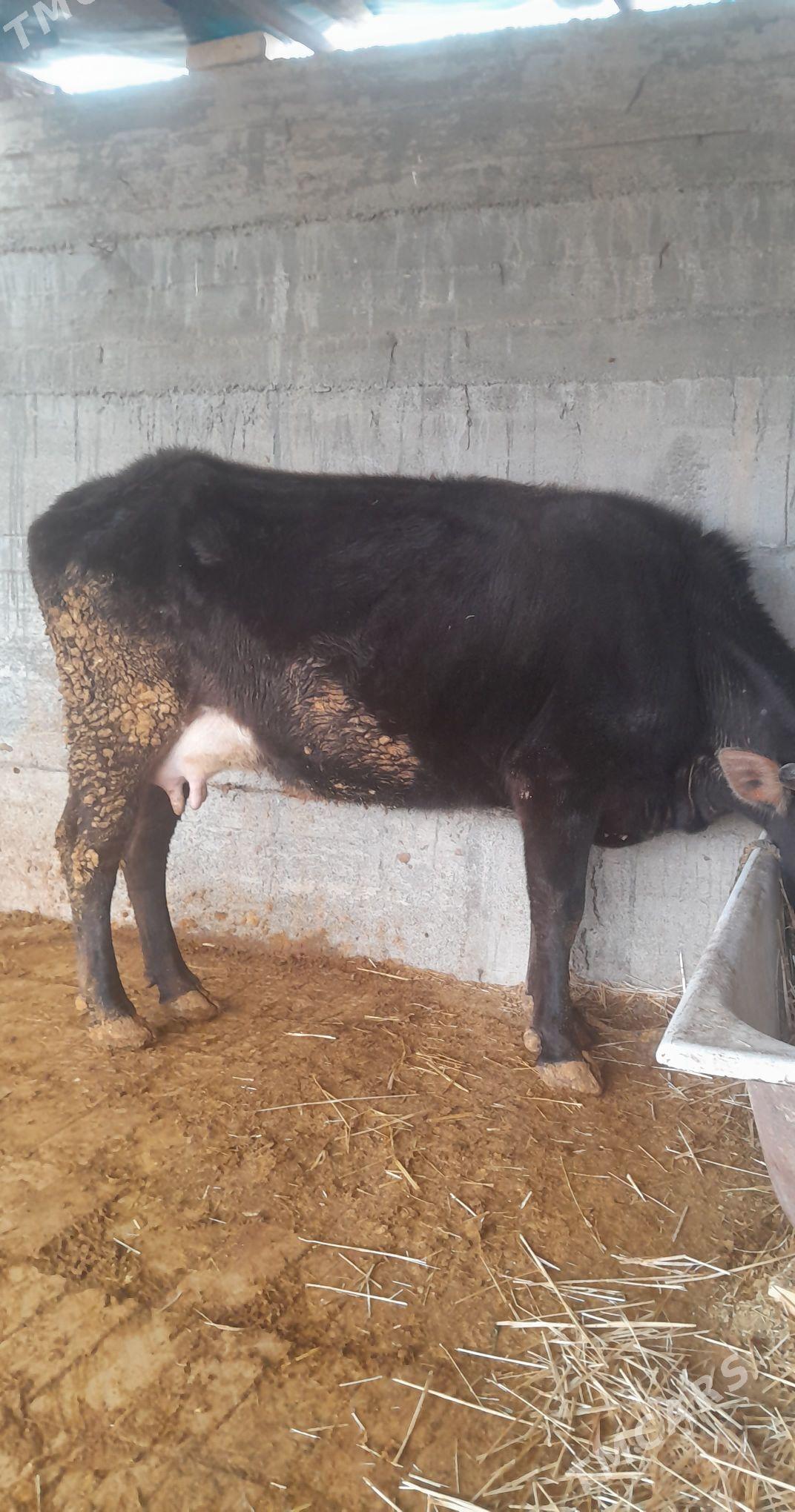 SYGYR - Гёкдепе - img 1