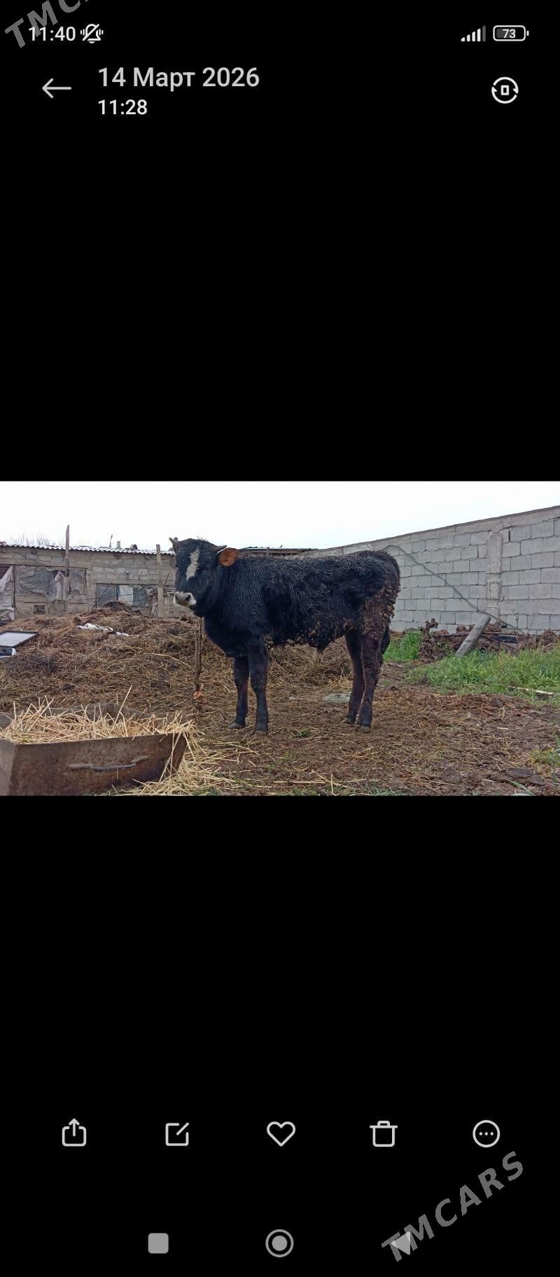 öküz - Aşgabat - img 1