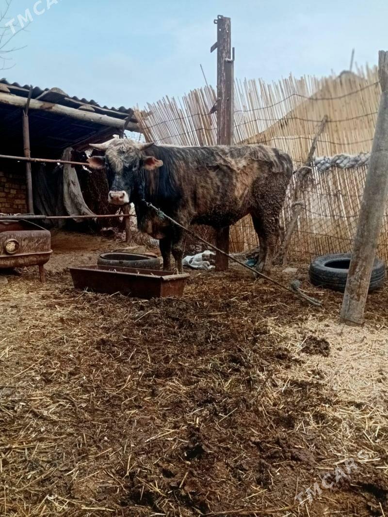 öküz - Бабадайхан - img 1