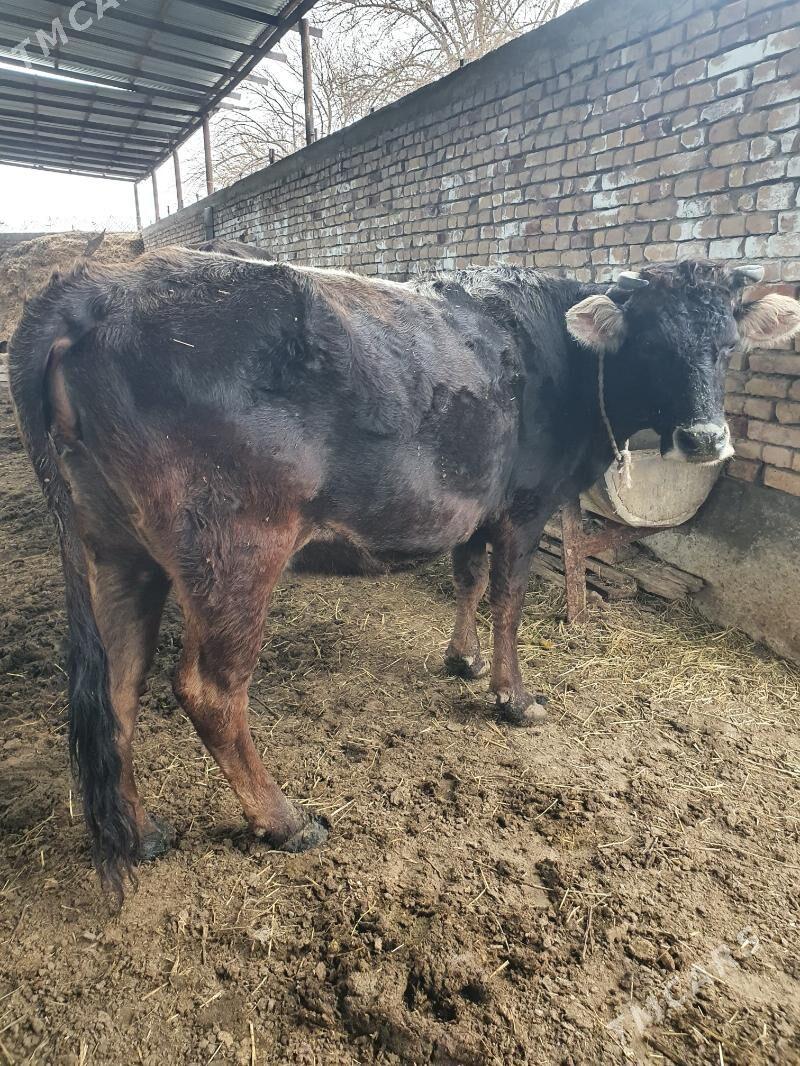 sygyr - Gökdepe - img 1