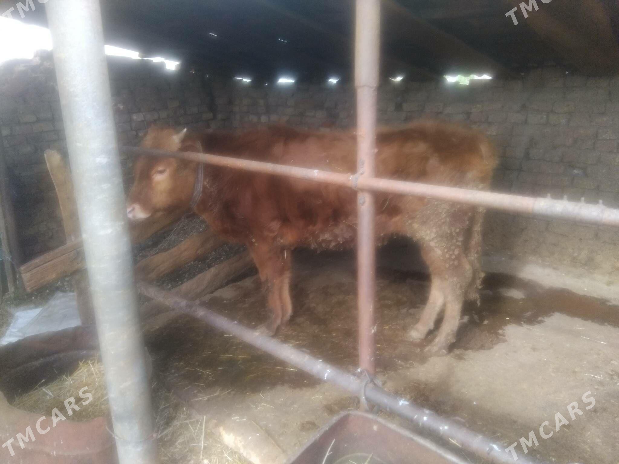 öküz - Babadaýhan - img 1