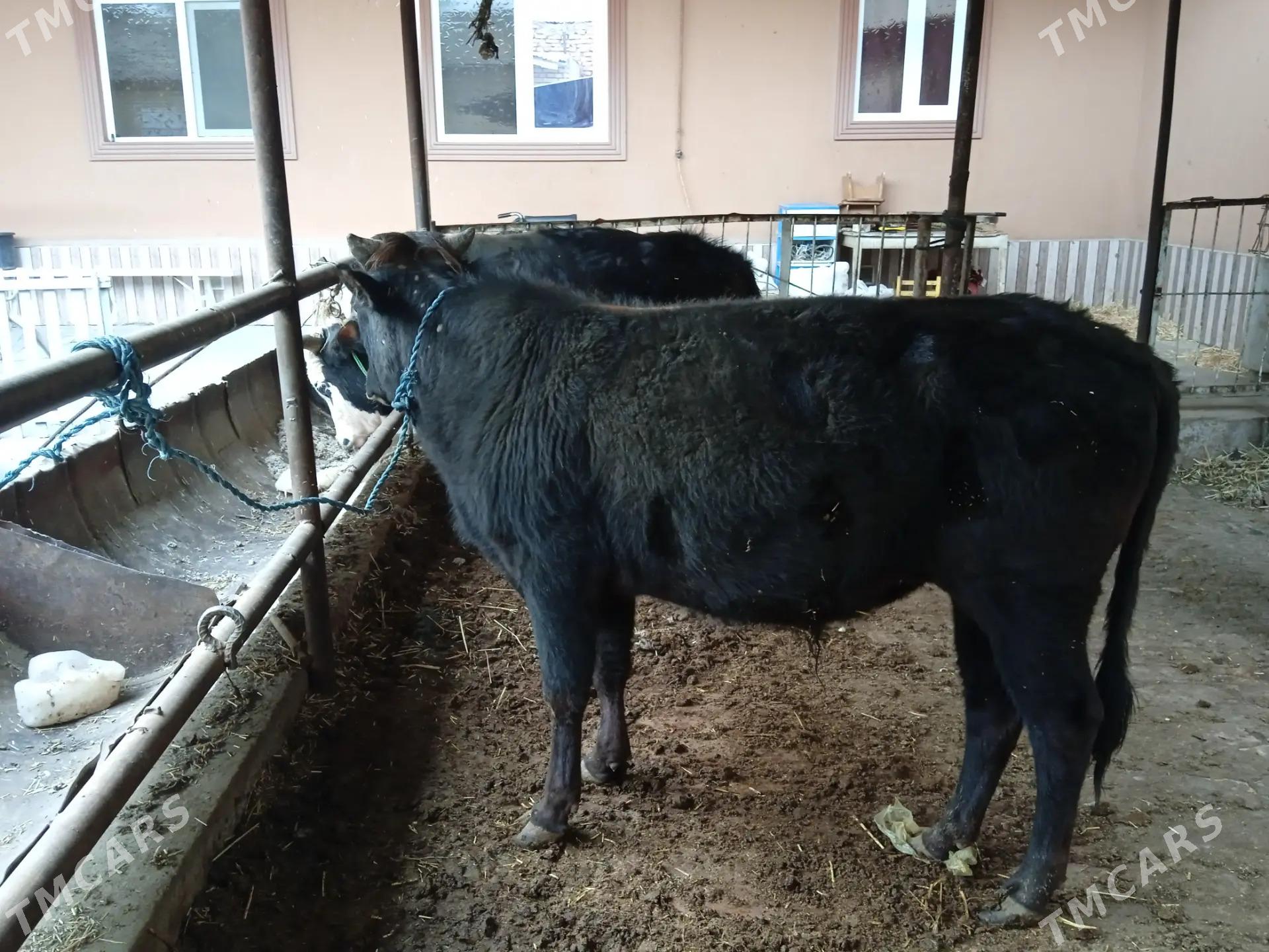 3 sany öküz - Türkmenabat - img 1