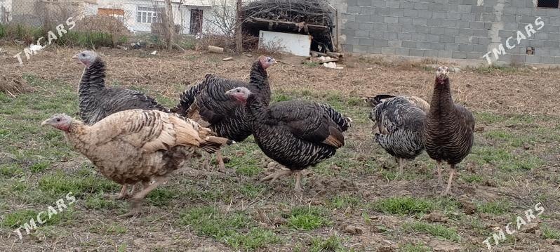 induk - Гёкдепе - img 1