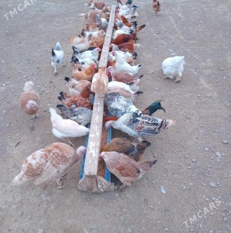 tawuk induk - Şabat etr. - img 1