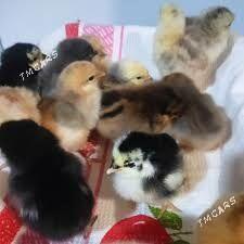 Brama jüýje - Büzmeýin - img 1