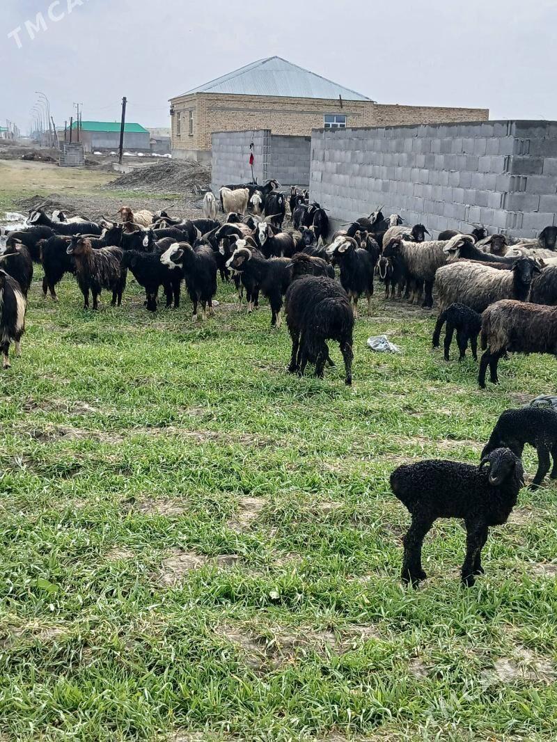 Gysyr geci - Bäherden - img 1