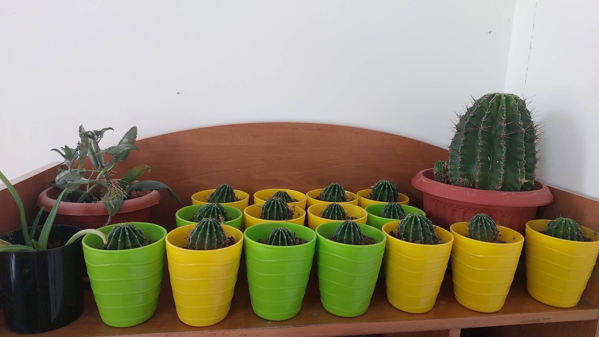 кактусы - Туркменбаши - img 1