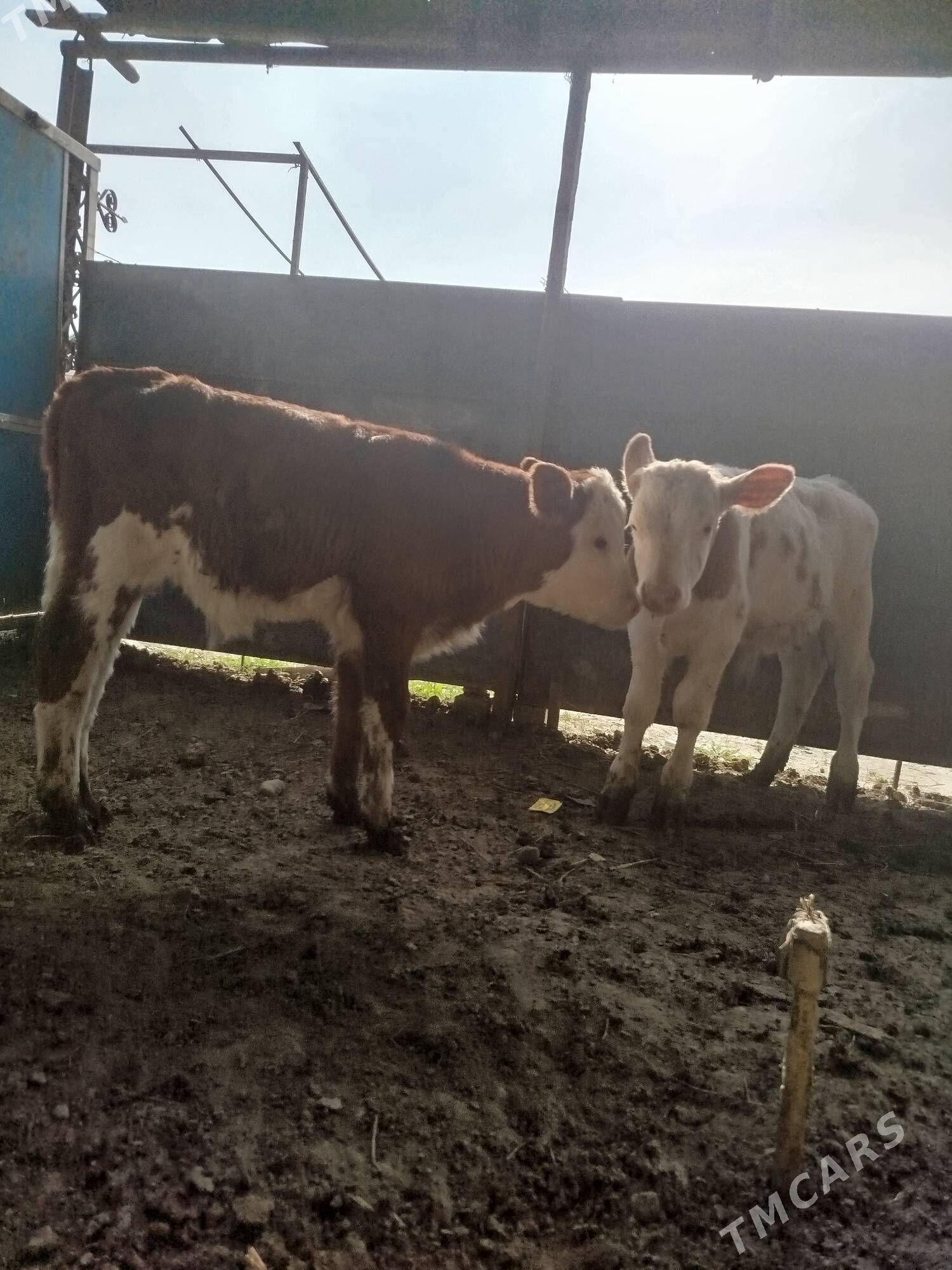 semental okiz - Gökdepe - img 1