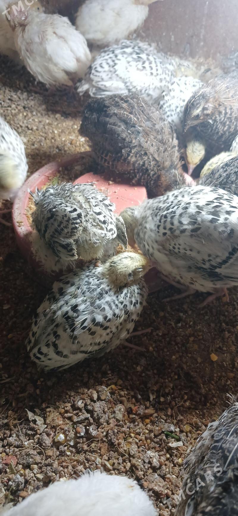 bedene - Aşgabat - img 1