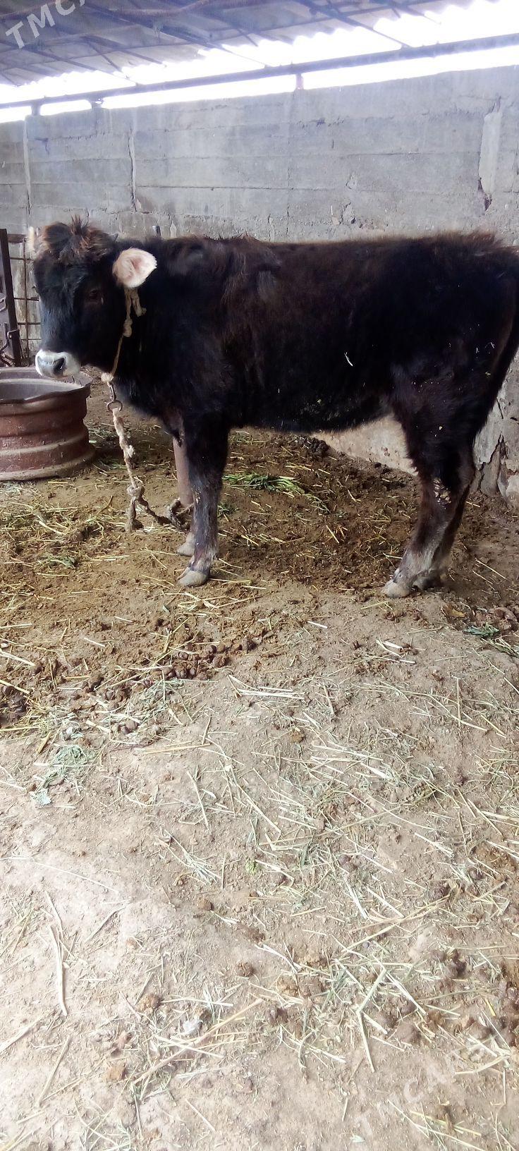 tüwe - Яшлык - img 1