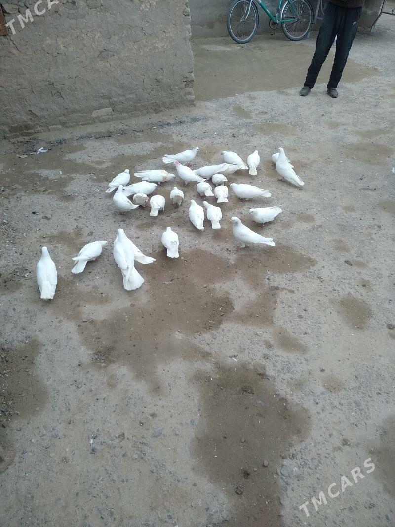 kepter - Türkmenabat - img 1