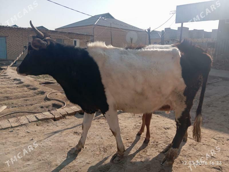 GOLELI SYGYR - Murgap - img 1