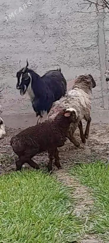 Guzuly goÿun - Бахарден - img 1