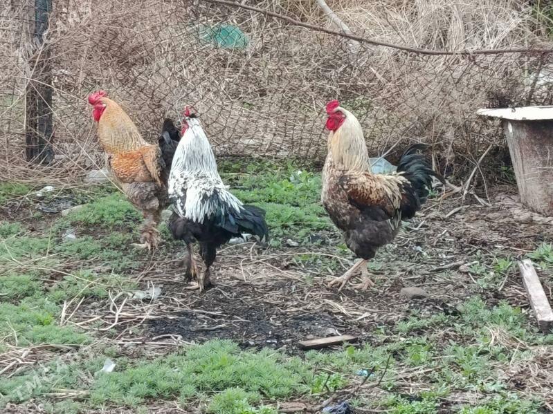 horoz - Ýalkym - img 1