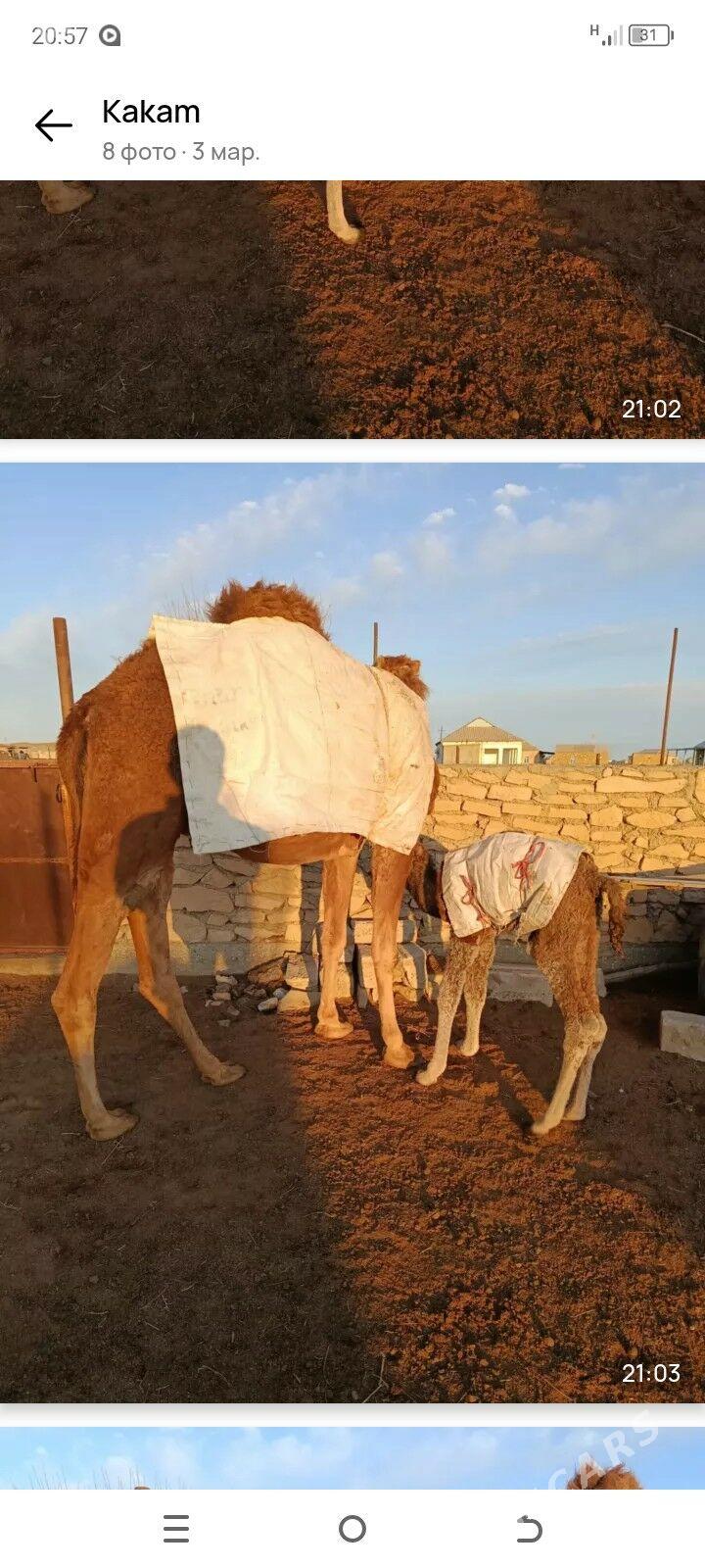 Köşekli düýe - Balkanabat - img 1