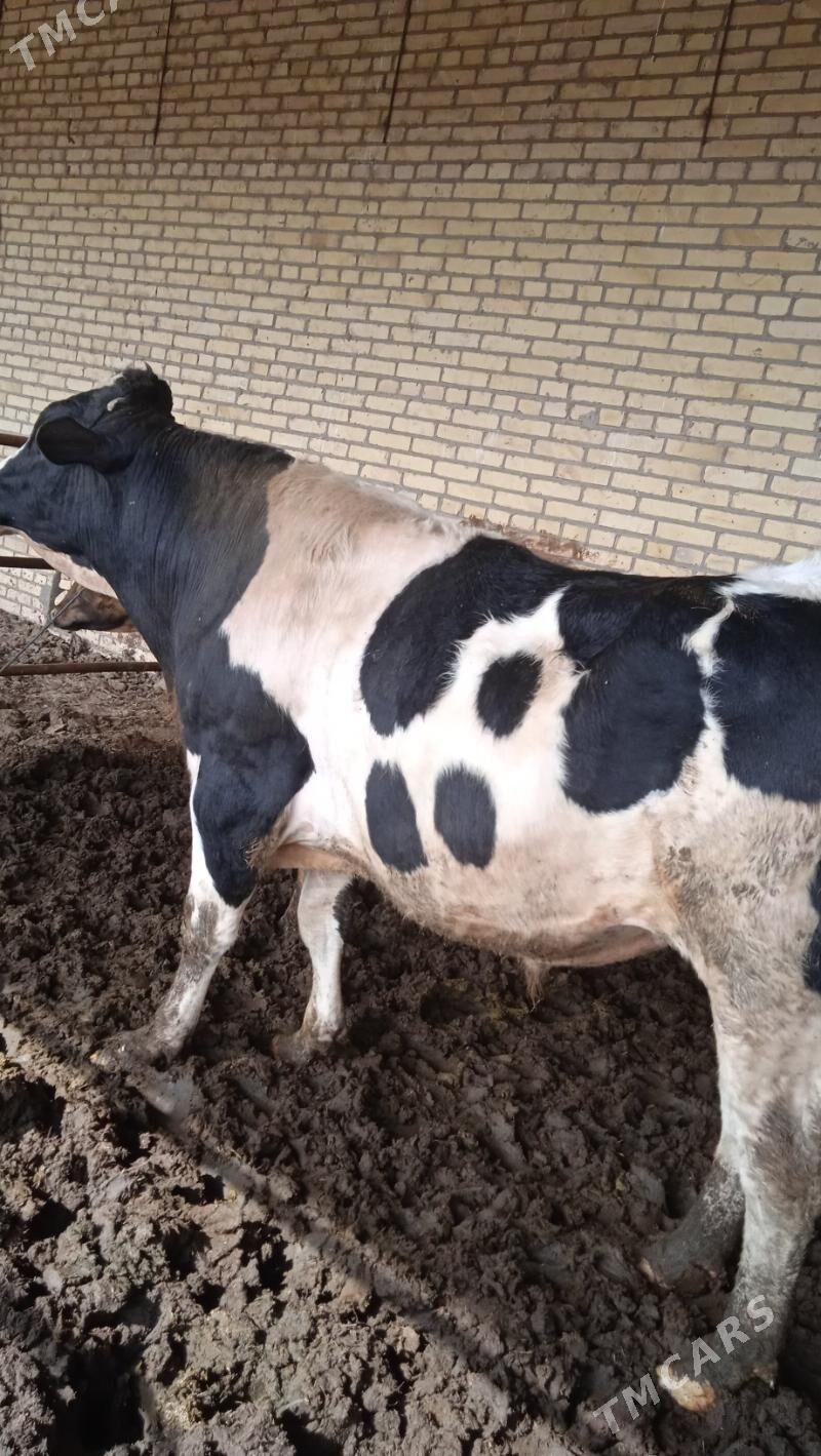 öküz - Халач - img 1