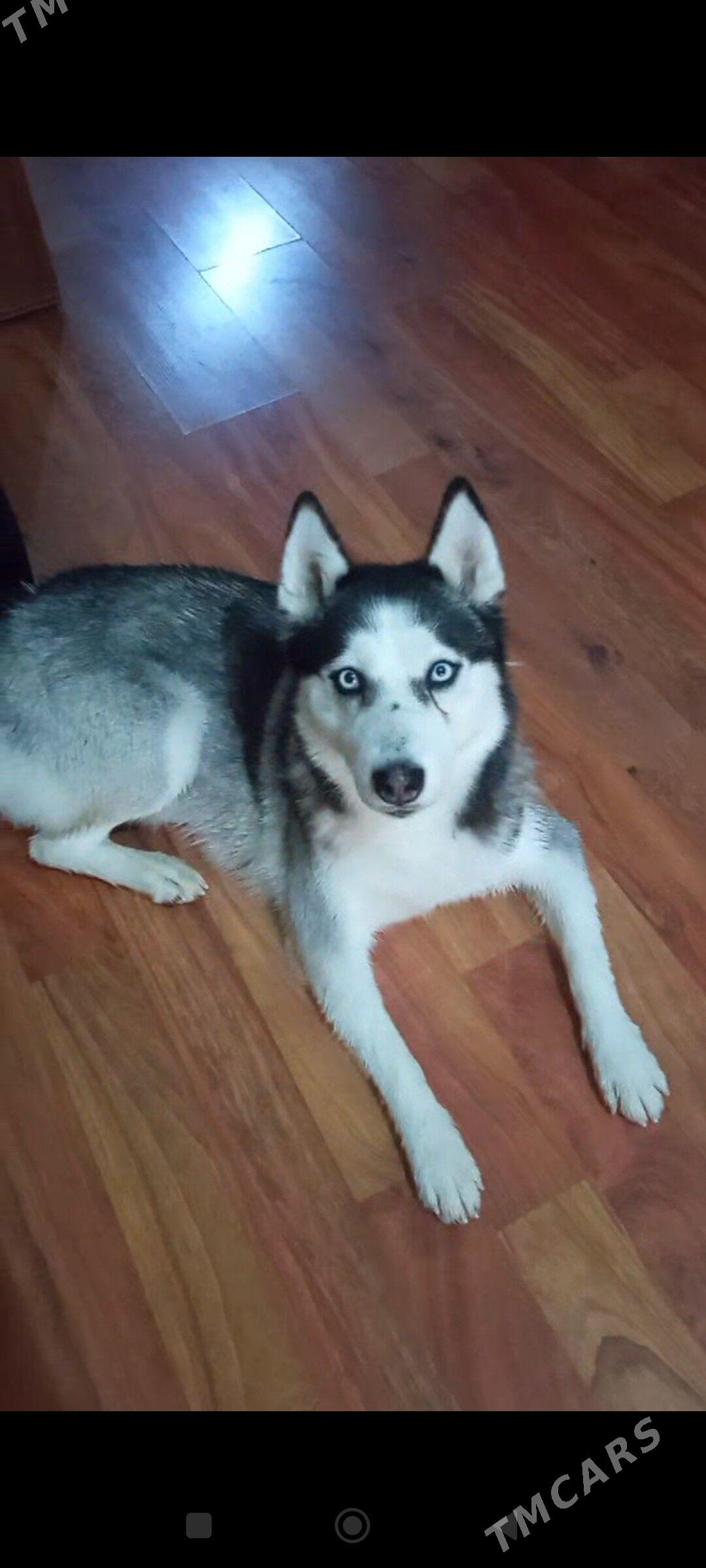 Потеряшка - Aşgabat - img 1