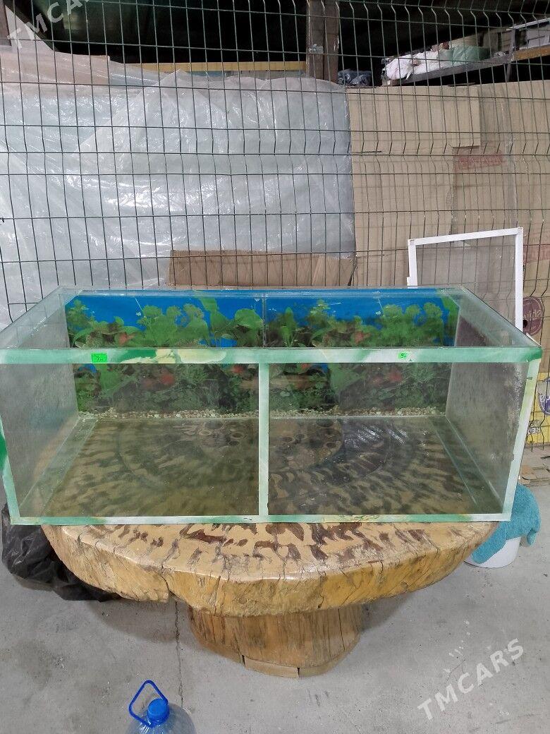 Akwarim - Aşgabat - img 1