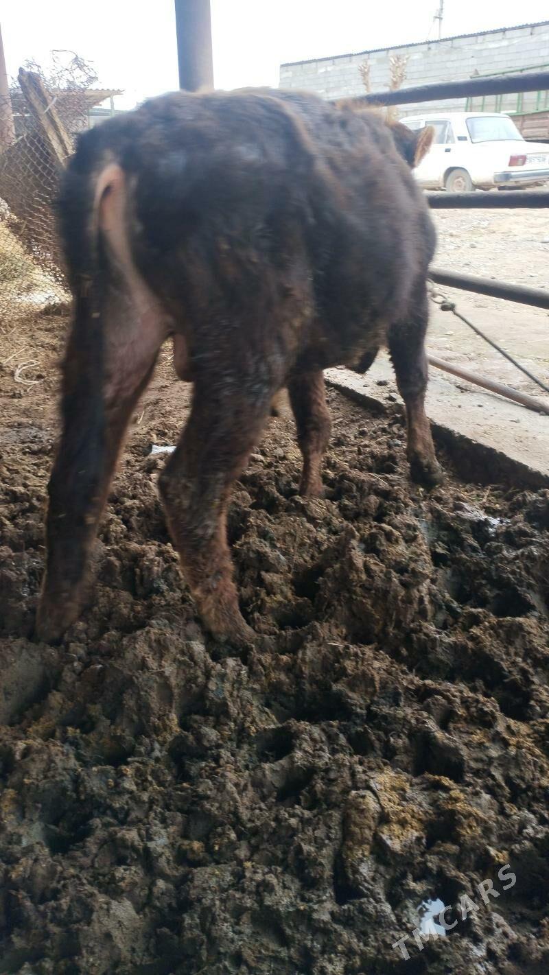 ökuz - Änew - img 1