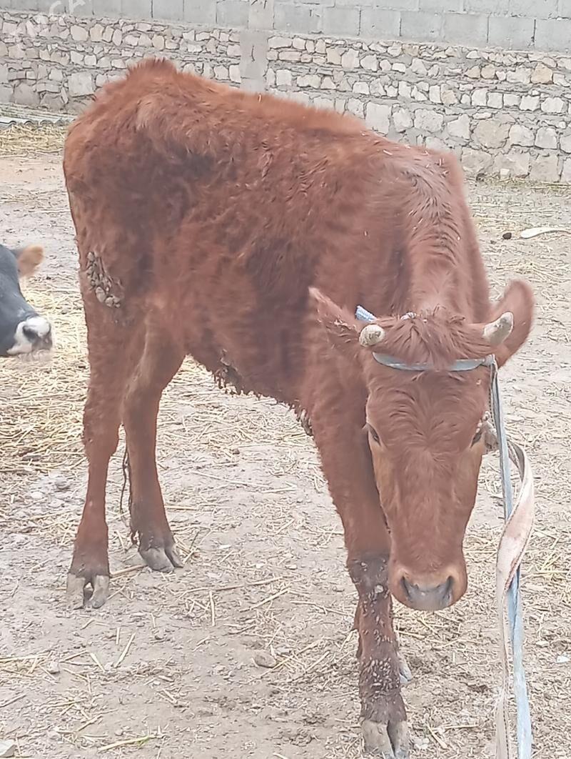 TÜWE .TÜWE . - Bereket - img 1