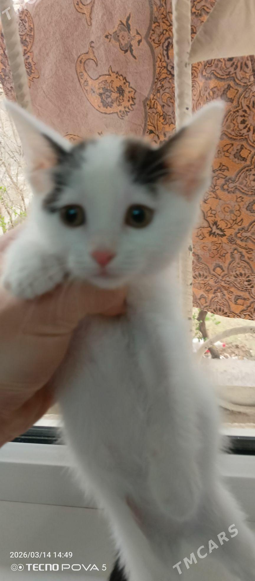 pisik - Aşgabat - img 1