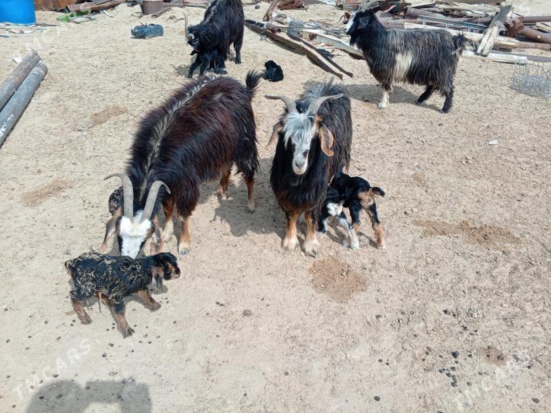 geçi - Джебел - img 1