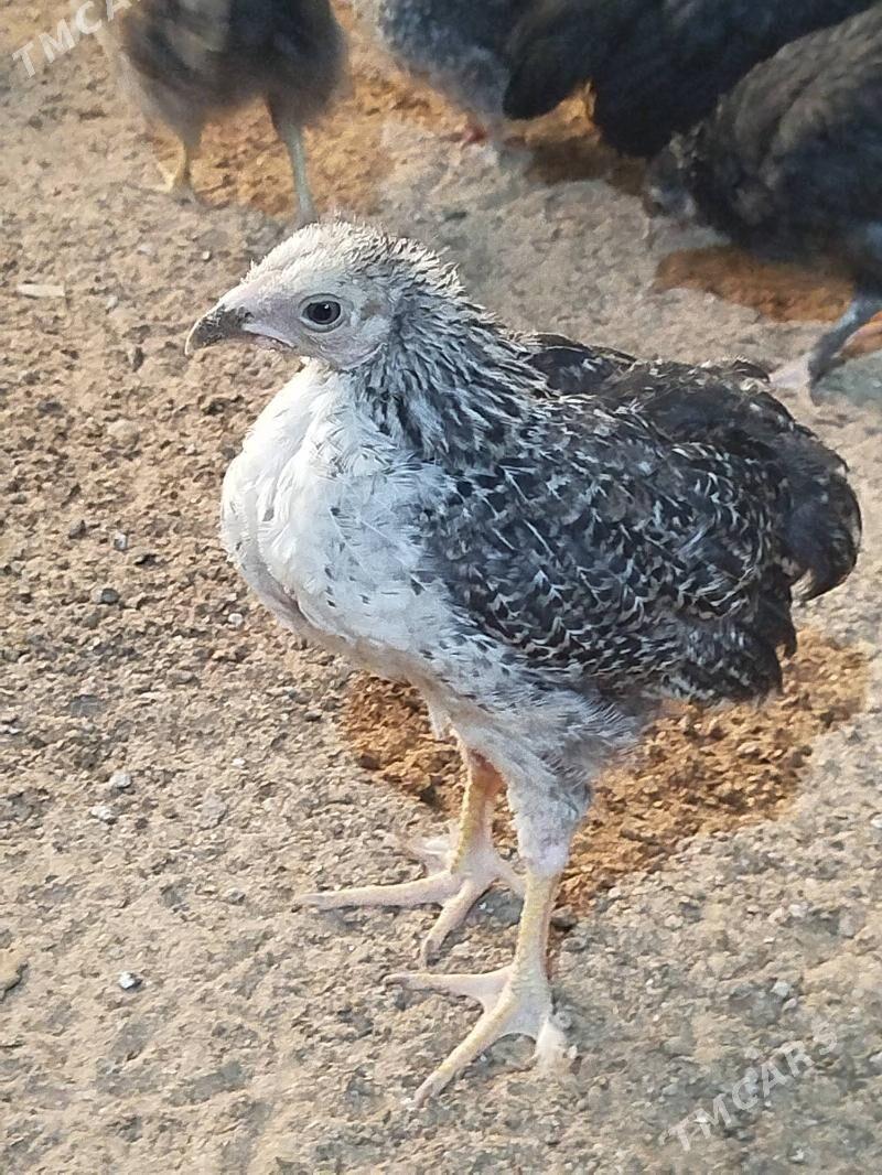 jvje - Şatlyk - img 1