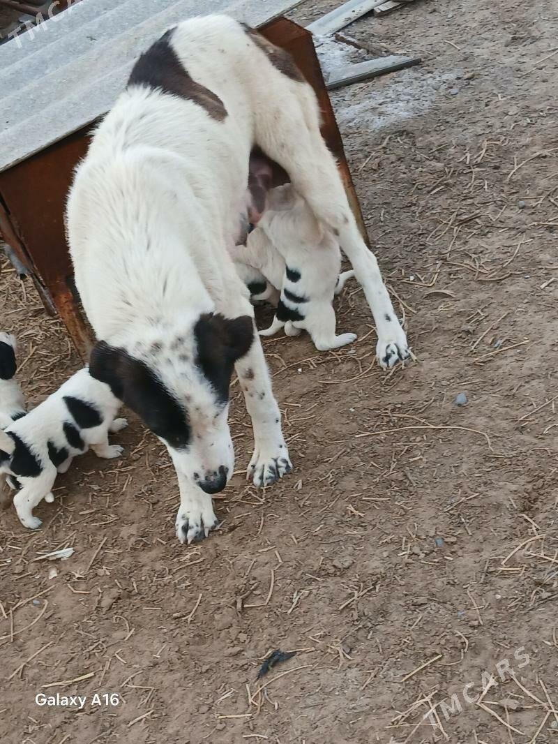 Tkm it - Ак-Бугдайский этрап - img 1