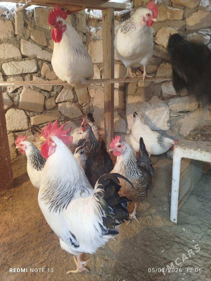 Adler towuk - Туркменбаши - img 1