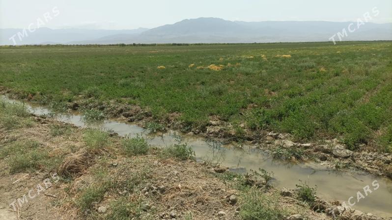 SATLYK AKBUGDAY 109-GEKTAR YER - Aşgabat - img 1