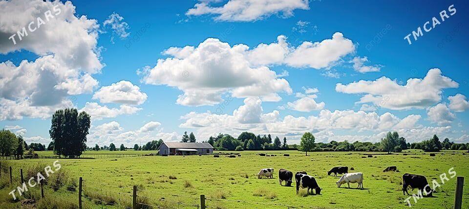SATLYK MALDARCYLYK ULY FERMA - Ашхабад - img 1