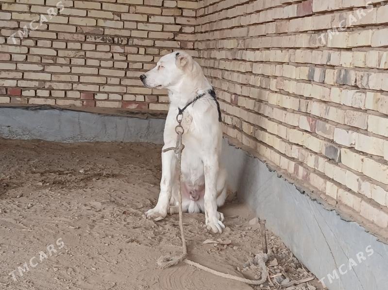 it - Wekilbazar - img 1