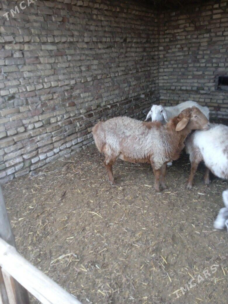 tohum kockar - Çärjew - img 1