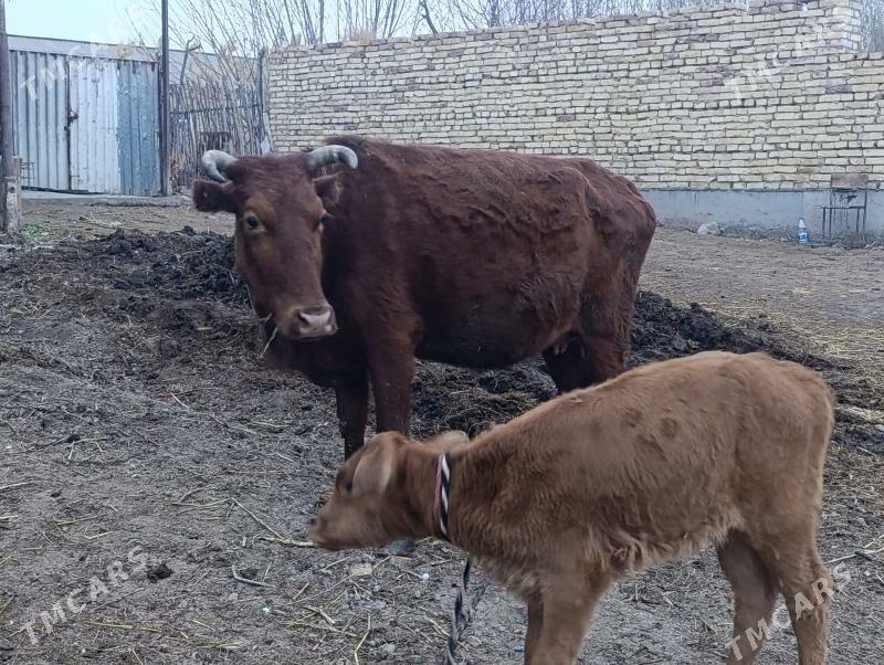 saglyk sygyr - Sakar - img 1