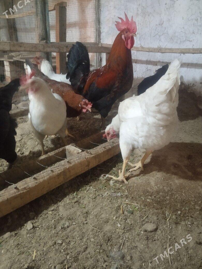 Gigant towuk yumurtga - Байрамали - img 1