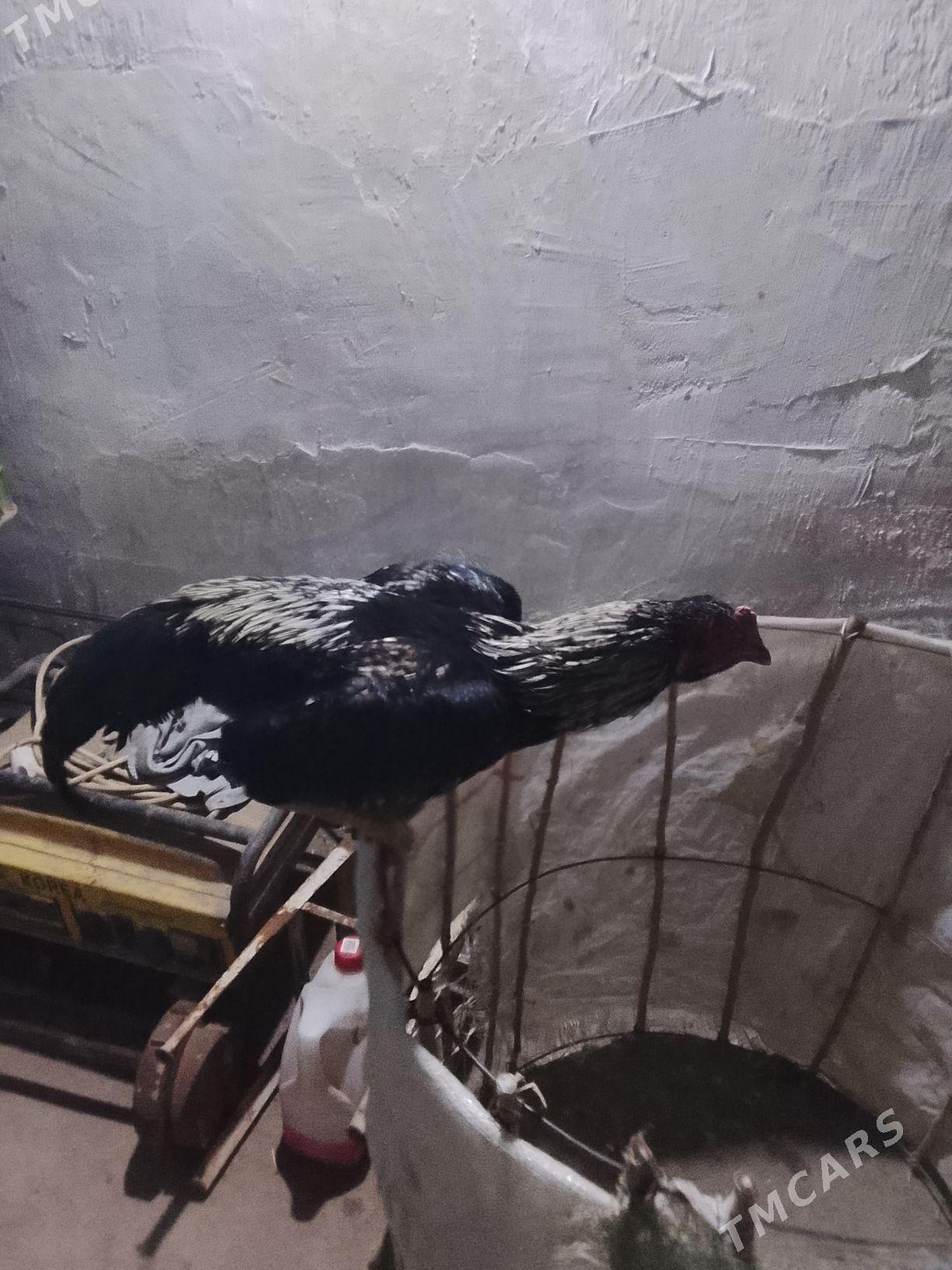 horaz - Çärjew - img 1