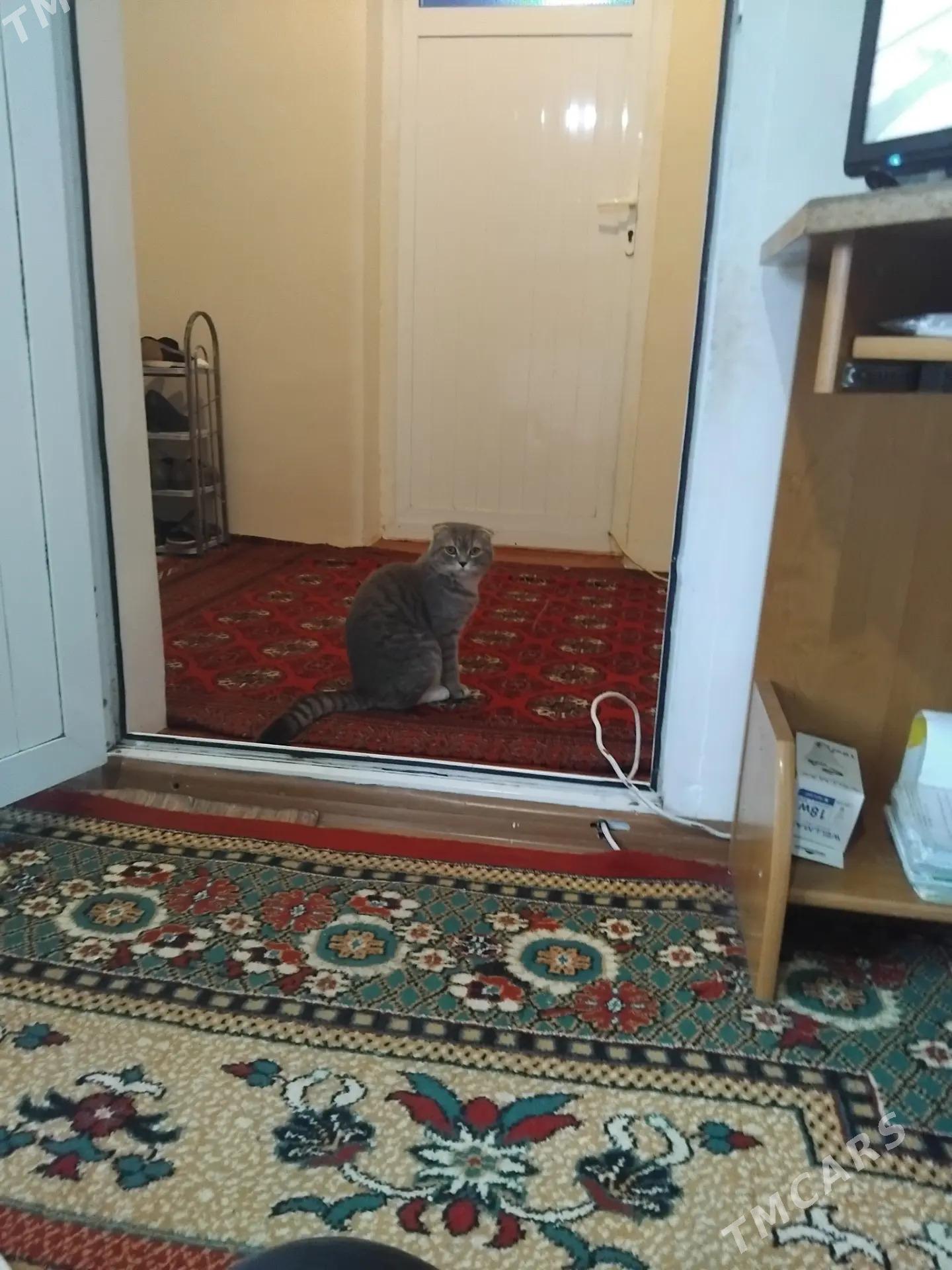 Pişik - Gökdepe - img 1