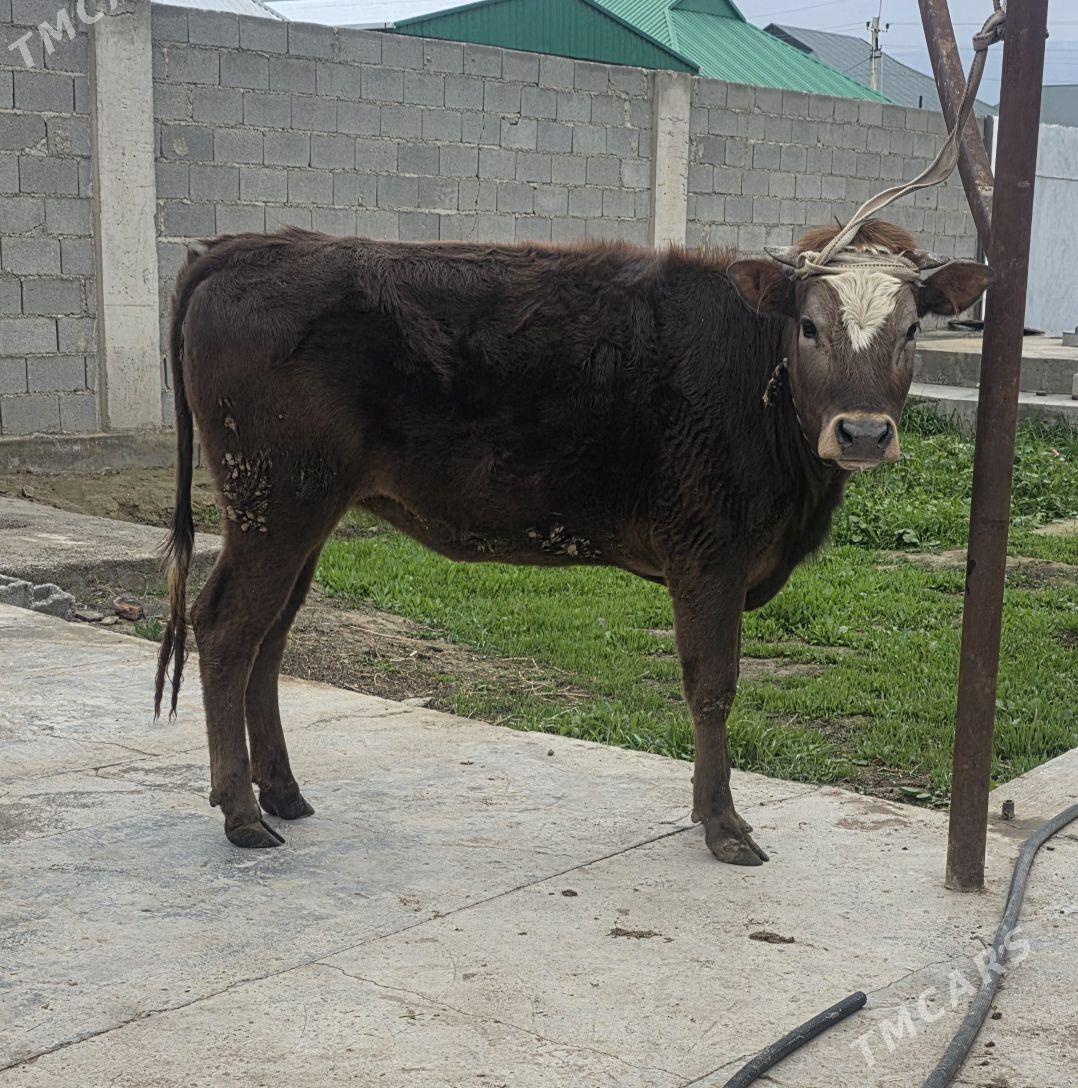 tüwe - Бахарден - img 1