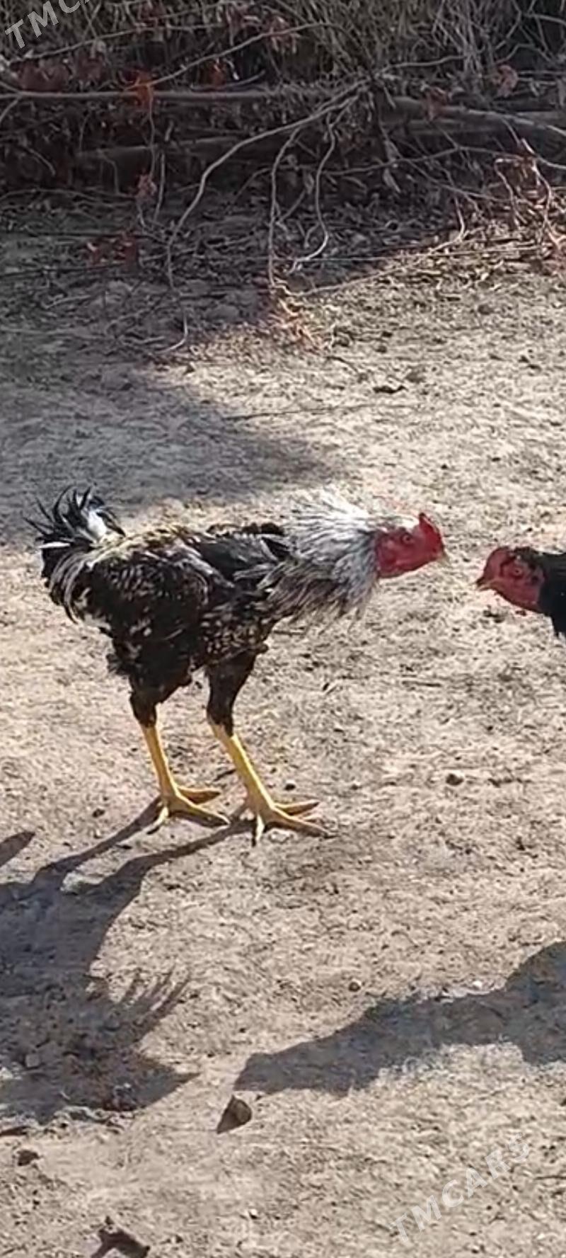 horaz - Чарджоу - img 1