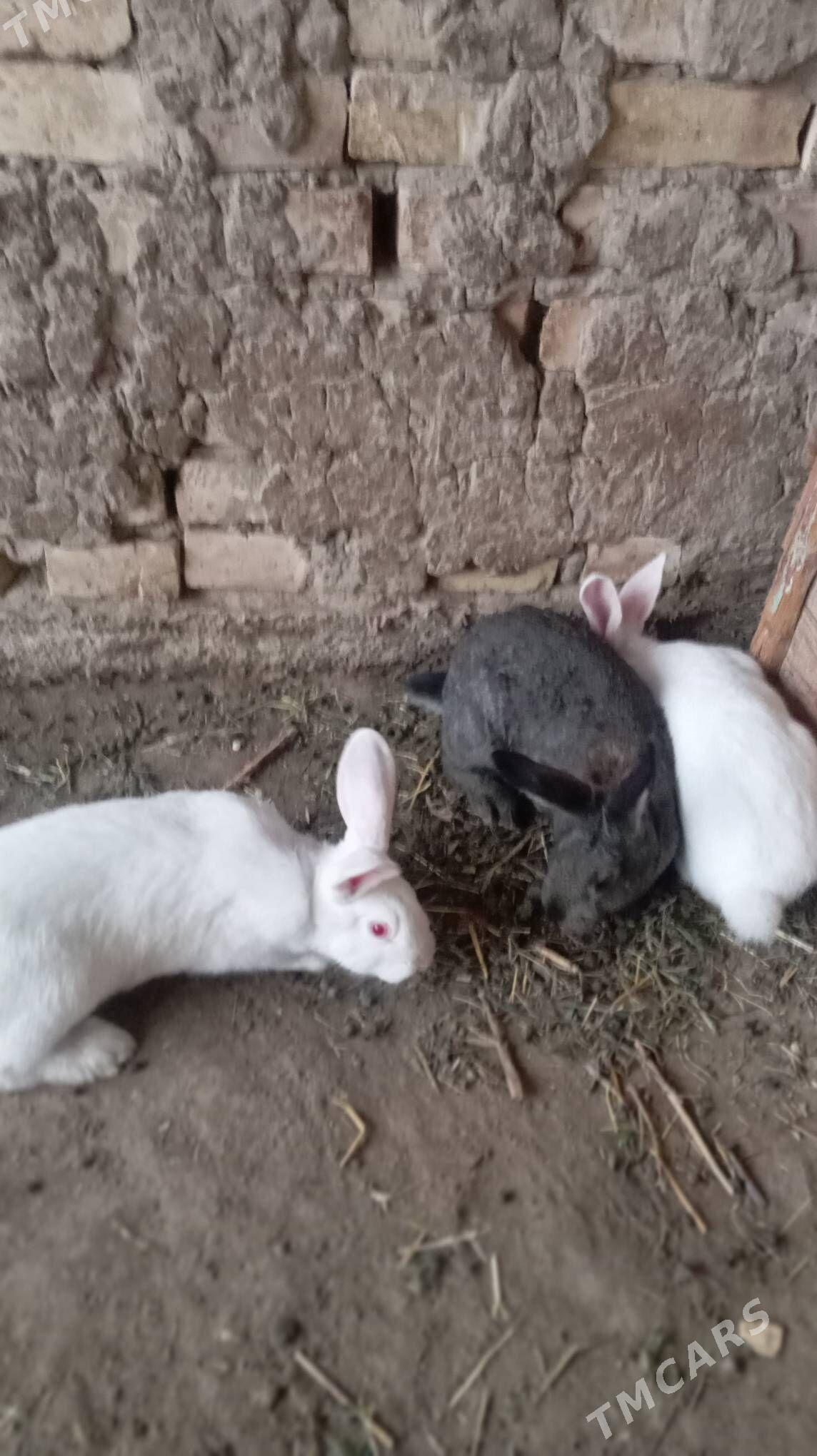 Towsan - Mary - img 1