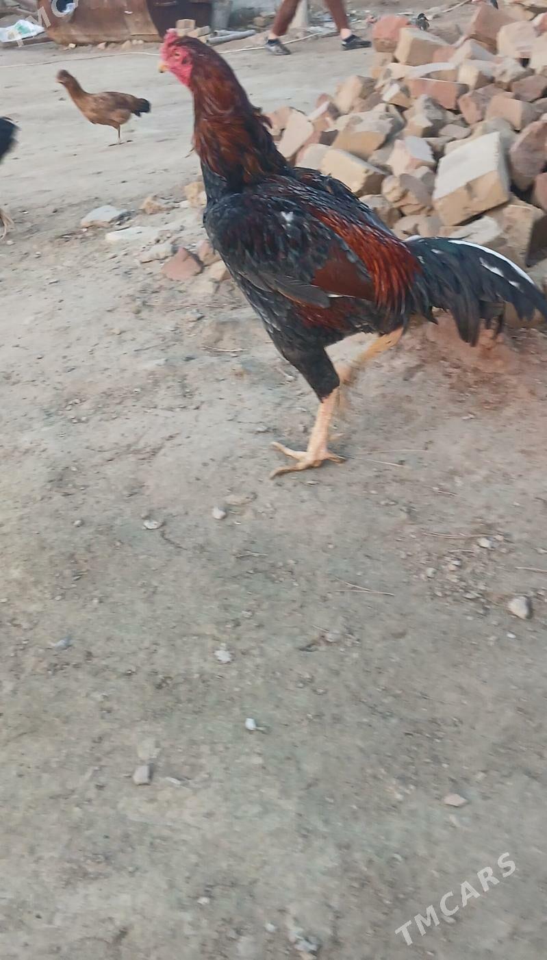 BAŸSY - Байрамали - img 1