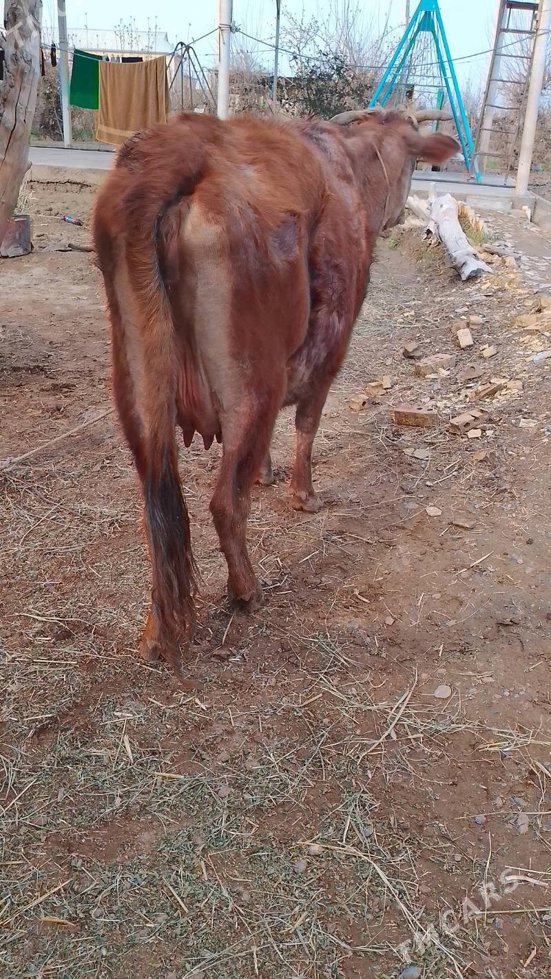 goleli sygyr - Мары - img 1