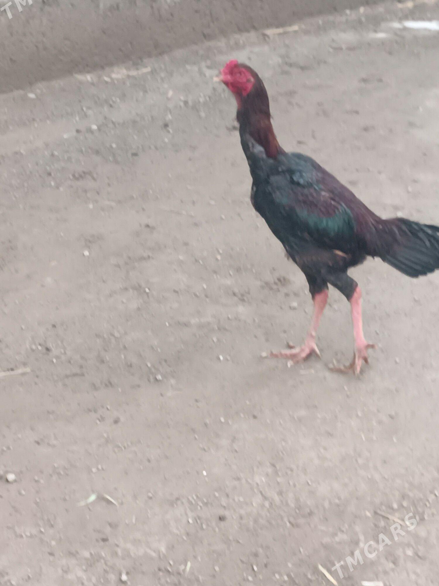 Taskent - Анев - img 1