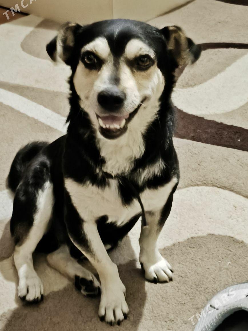 Пропала собачка на мир 2 - Parahat 2 - img 1