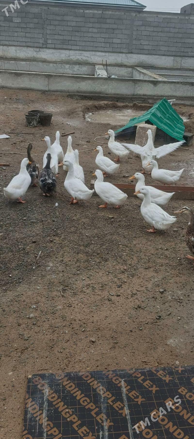 gak gak - Анев - img 1