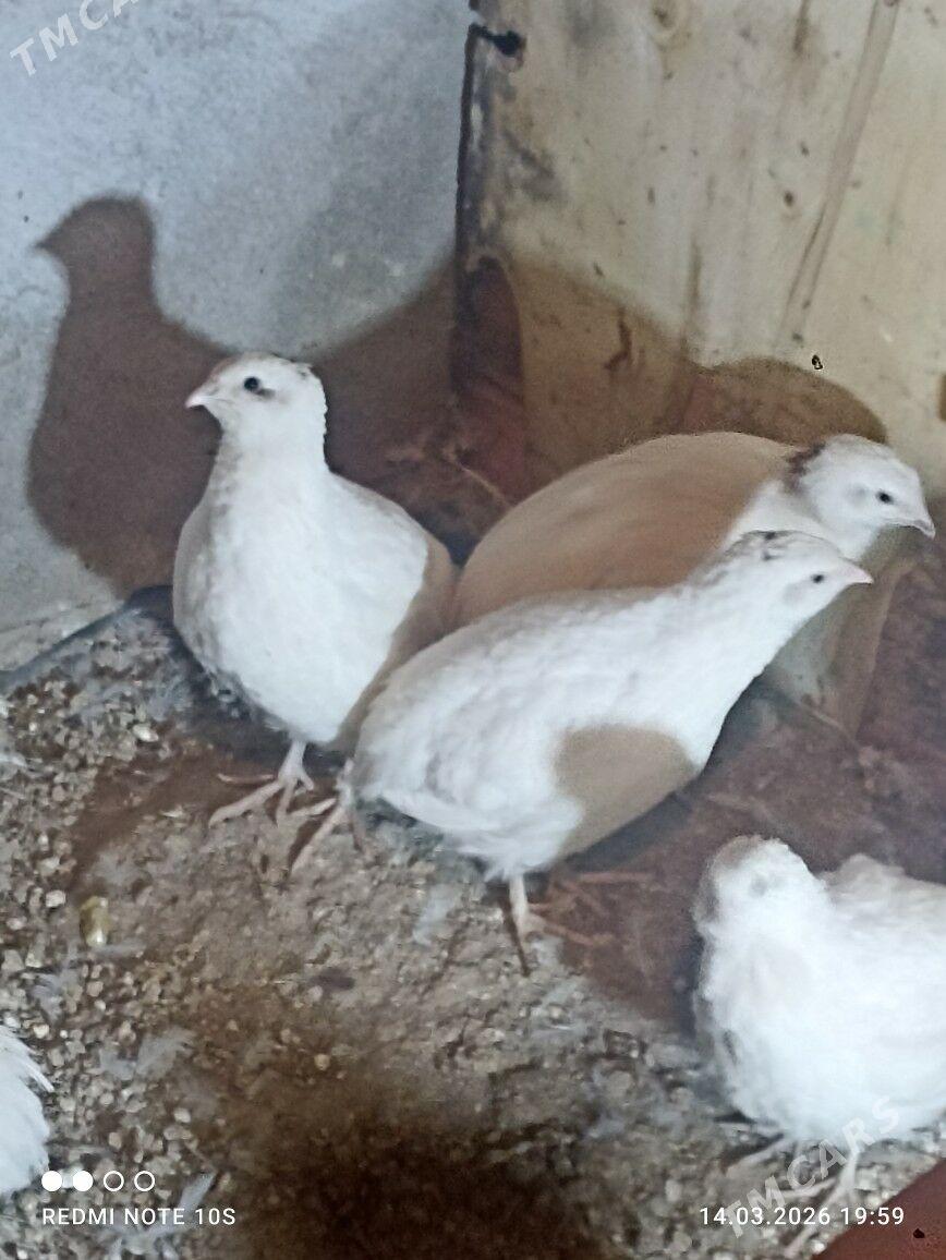 bedana tehas - Чарджоу - img 1