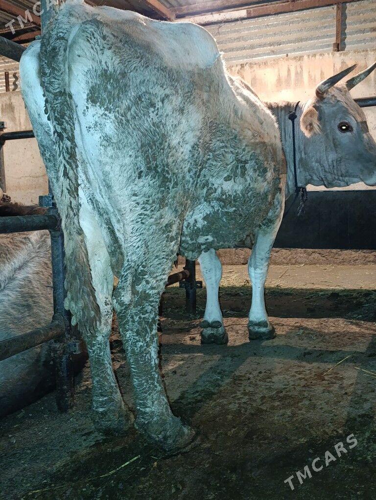 gysyr sygyr - Бахарден - img 1