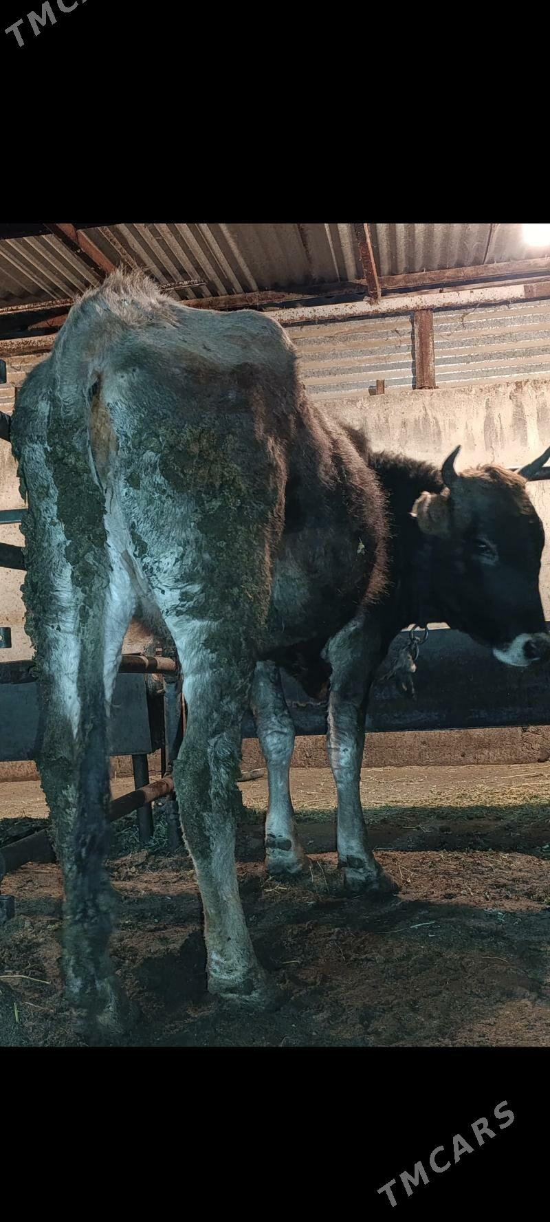 gysyr sygyr - Бахарден - img 1